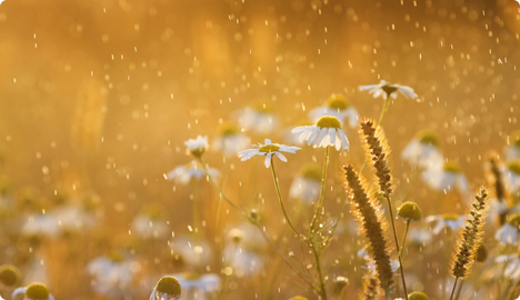 Alerg&eacute;ny Peľ