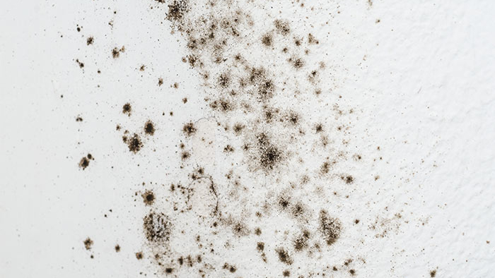 Alergény v domácnosti