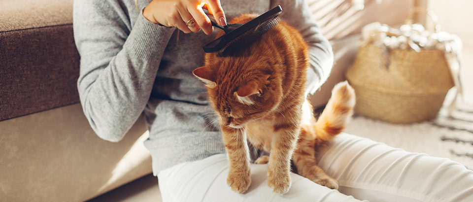 Alerg&eacute;ny v dom&aacute;cnosti &ndash; Zvieracie &scaron;upiny, fakty o alerg&eacute;noch