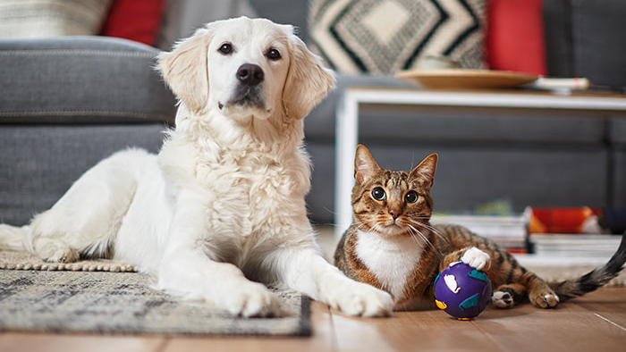 Alergény v domácnosti